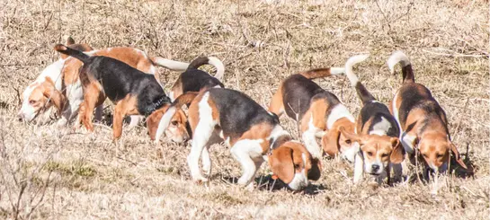 Meute de beagles
