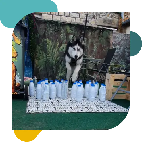Garderie canine