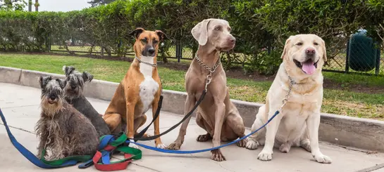 Chiens de différentes tailles